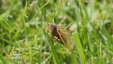 Un animale da scoprire: la cicala