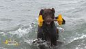 Hola un cane d'acqua portoghese