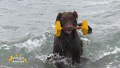 Hola un cane d'acqua portoghese