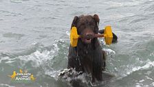 Hola un cane d'acqua portoghese