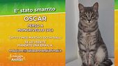 E' stato smarrito Oscar