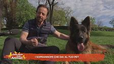 I soprannomi che dai al tuo pet