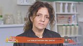 La toelettatura del gatto