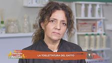La toelettatura del gatto