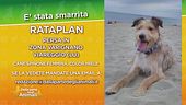 E' stata smarrita Rataplan