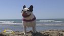 Al tuo cane piace prendere il sole?