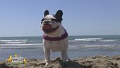 Al tuo cane piace prendere il sole?