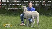 Azzurra, una pecorella docile
