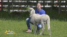 Azzurra, una pecorella docile