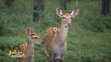 Il capriolo