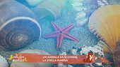 Un animale da scoprire: la stella marina