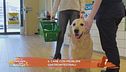 Il cane con problemi gastrointestinali