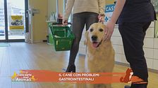 Il cane con problemi gastrointestinali