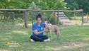 Come sapere se il tuo cane è destro o mancino