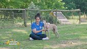 Come sapere se il tuo cane è destro o mancino