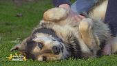 Poldo, mix pastore in cerca di una nuova famiglia