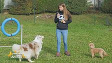 Comunicare correttamente con il proprio cane