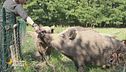 La veterinaria e la sua passione per cinghiali, maiali e maialini