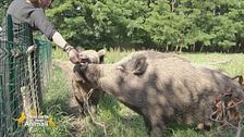 La veterinaria e la sua passione per cinghiali, maiali e maialini