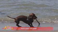 Ma tu, nuoti con il tuo cane?