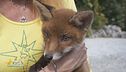 Una cucciolo di muflone ed un cucciolo di volpe ospiti del cras "Stella del nord"