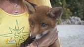 Una cucciolo di muflone ed un cucciolo di volpe ospiti del cras "Stella del nord"