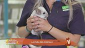 La corretta alimentazione dei cincillà