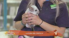 La corretta alimentazione dei cincillà