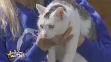 Bianchina, una giovane gatta in cerca di casa