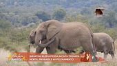 Le notizie dal mondo di Dalla parte degli animali