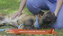 I benefici di crescere con un cane