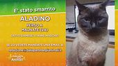 Aladino, gatto smarrito in provincia di Varese