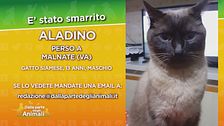 Aladino, gatto smarrito in provincia di Varese
