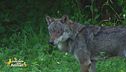 Alla scoperta dei lupi del Parco Alpi Marittime