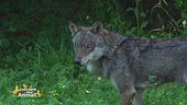Alla scoperta dei lupi del Parco Alpi Marittime