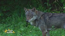 Alla scoperta dei lupi del Parco Alpi Marittime