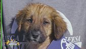 Ciccio