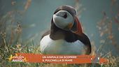 Un animale da scoprire: il pulcinella di mare