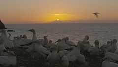 Ep. 3 - Un natale neozelandese