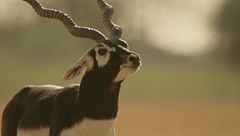 Ep. 4 - Festa della mamma mortale in India e Sri Lanka