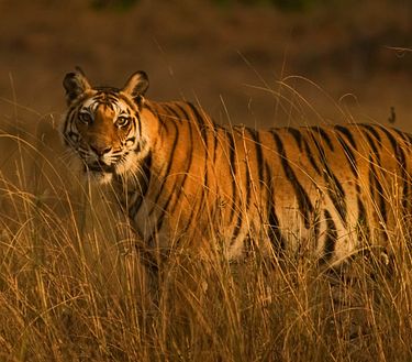 Ep. 6 - Febbre di primavera in Australia