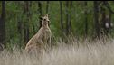 Ep. 6 - Febbre di primavera in Australia