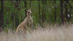 Ep. 6 - Febbre di primavera in Australia