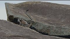 Ep. 7 - Madagascar: lucertole e lemuri