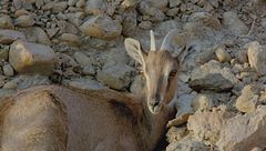 Ep. 8 - Arabia: il regno del sole