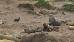 Ep. 3 - Un natale neozelandese