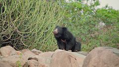 Ep. 4 - Festa della mamma mortale in india e sri lanka