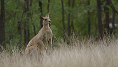 Ep. 6 - Febbre di primavera in australia