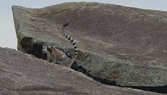 Ep. 7 - Madagascar: lucertole e lemuri