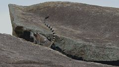 Ep. 7 - Madagascar: lucertole e lemuri